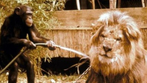 Straßenfeger 70er bis 2010 backdrop