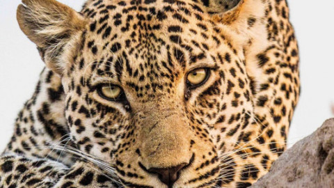 Doku - Flora & Fauna backdrop