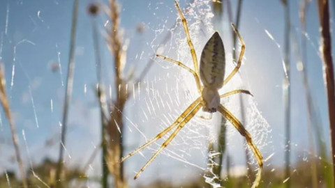 Flora & Fauna - Dokumentation backdrop