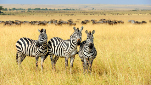 Afrika Doku backdrop