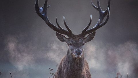 Flora & Fauna - Dokumentation backdrop