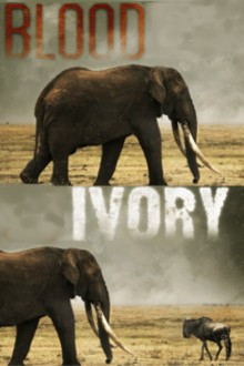 Blutiges Elfenbein – Wilderern auf der Spur