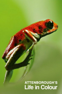 Das Leben in Farbe mit David Attenborough