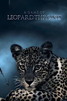 Game of Leopard Thrones - Die Königin der Leoparden