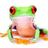 Treefrog avatar