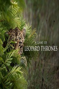 Game of Leopard Thrones – Die Königin der Leoparden Cover, Poster, Game of Leopard Thrones – Die Königin der Leoparden DVD