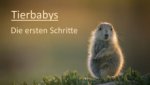 Cover Tierbabys – Die ersten Schritte, Poster Tierbabys – Die ersten Schritte