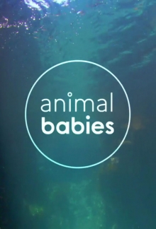 Wilde Tierbabys, Cover, HD, Serien Stream, ganze Folge