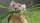 User Pikas, Profilbild, Avatar