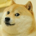 Watch_Doge